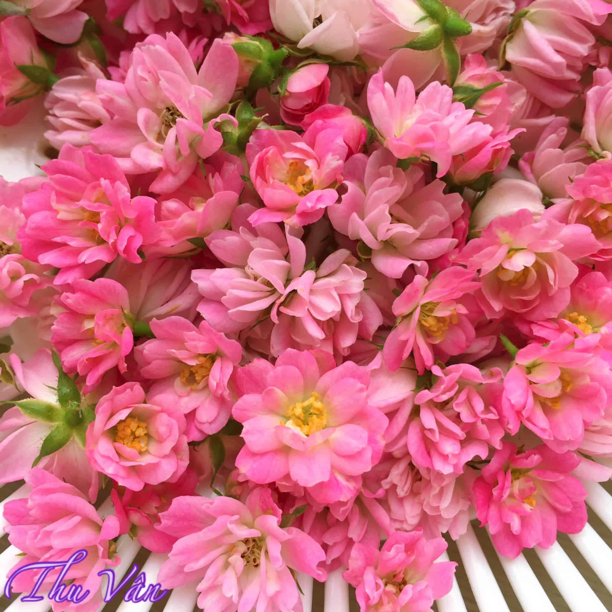 men hoa hong1 - Cách làm men hoa hồng dưỡng nhan tại nhà mà rất đơn giản