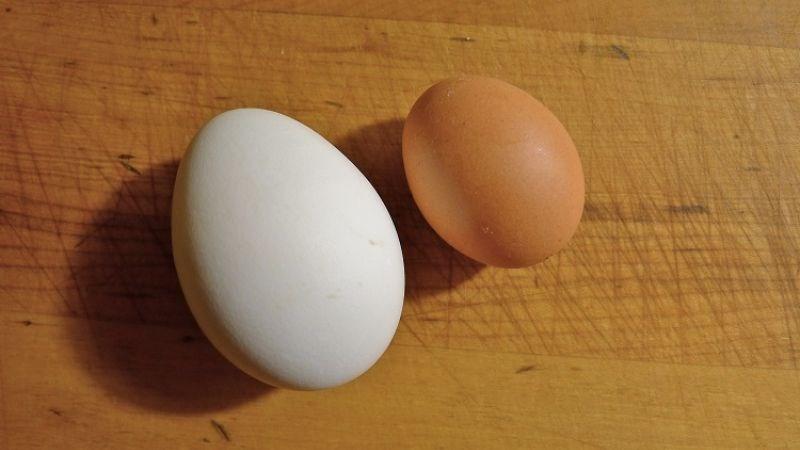 Số lượng calo trong trứng khác nhau tuỳ thuộc vào kích thước