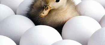 6 loại trứng tốt cho sức khỏe