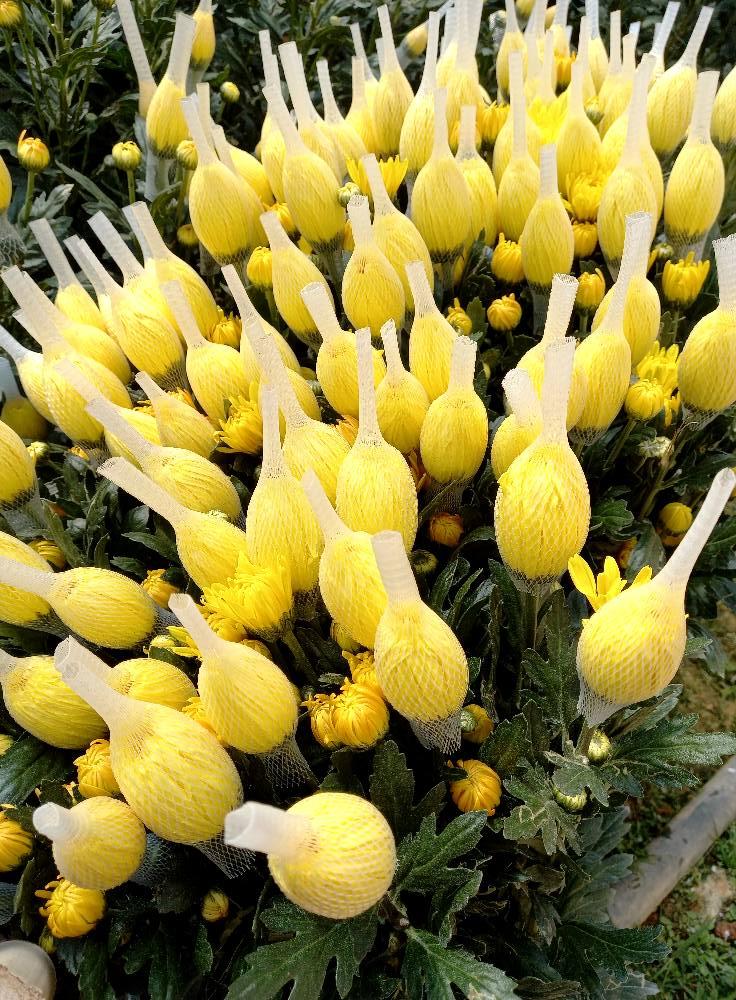 Hoa cúc lưới bi đà lạt giá sỉ tại vườn