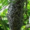 Mật ong ruồi có tác dụng gì? Có tốt không? Cách bắt ong ruồi