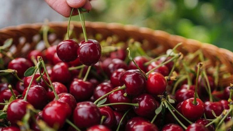 Cherry bao nhiêu calo? Ăn cherry nhiều có tốt không? 1