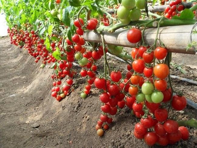 thời vụ trồng cà chua
