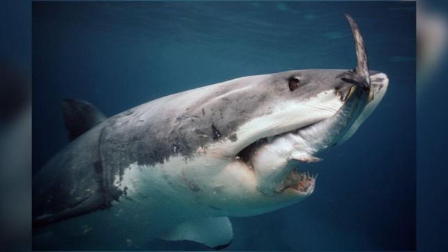 Bạn biết gì về cá mập trắng, loài cá săn mồi lớn nhất thế giới? - 1