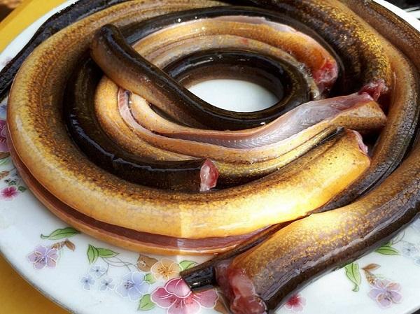 13 cách nấu cháo lươn cho bé ăn dặm thơm ngon lại không bị tanh - 1