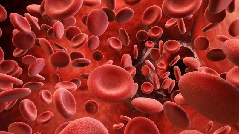 Sâm đại hành giúp tăng lượng hồng cầu và huyết sắc tố