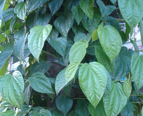 Trầu - Piper betle L., thuộc họ Hồ tiêu - Piperaceae. Ảnh: P.C.T
